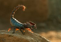 407 - SCORPION - HIREMATH SHASHIDHARSWAMY - india <div